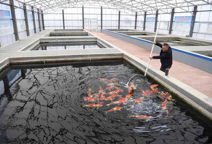 李长彦在长彦观赏鱼养殖基地为顾客选锦鲤（3月13日摄）。新华社记者 郝源 摄